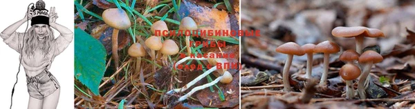 каннабис Богданович